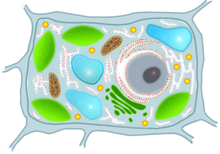 Картинки клетки по биологии